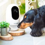 Dog Camera