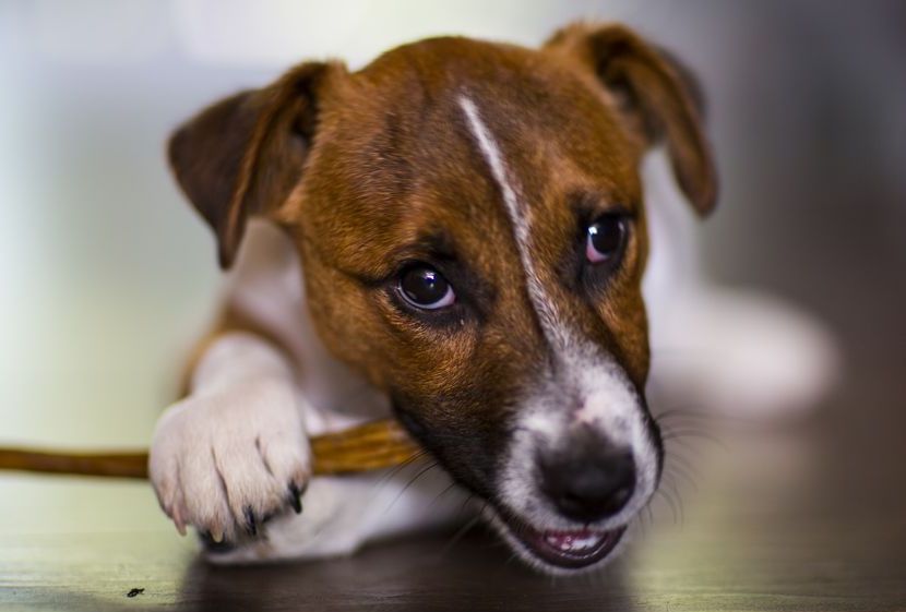 Dog Chewing a Bully Stick