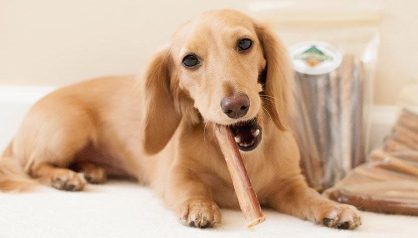 Labrador Chewing a Bully Stick