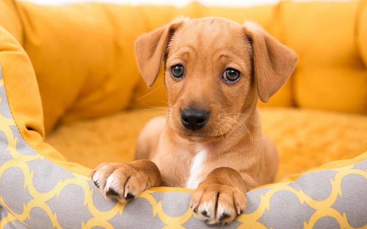 Pup in a Dog Bed