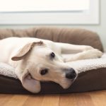 dog on bed