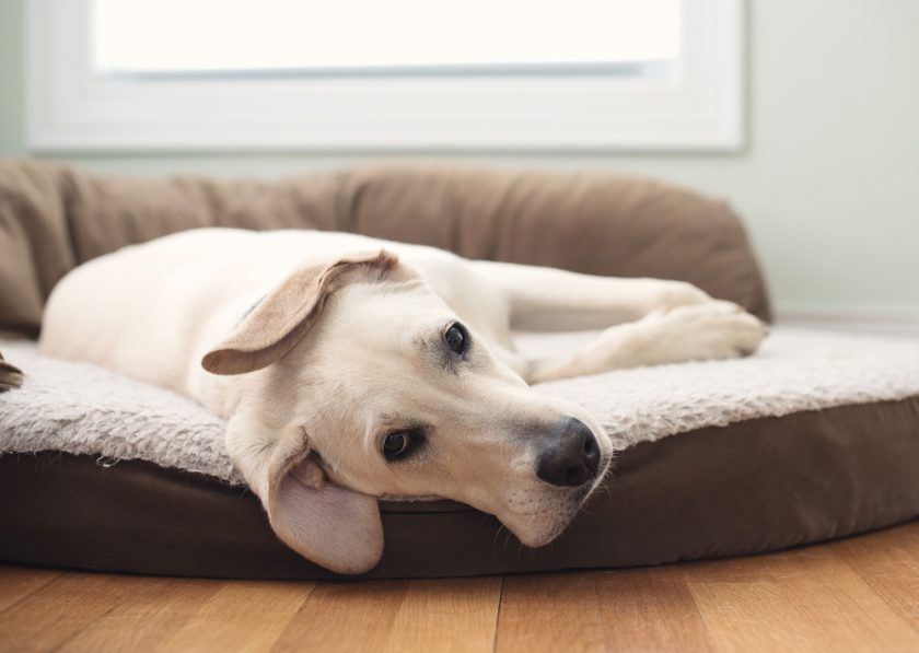 dog on bed