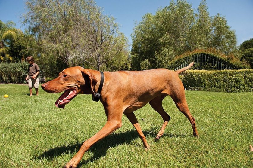 wireless-dog-fence