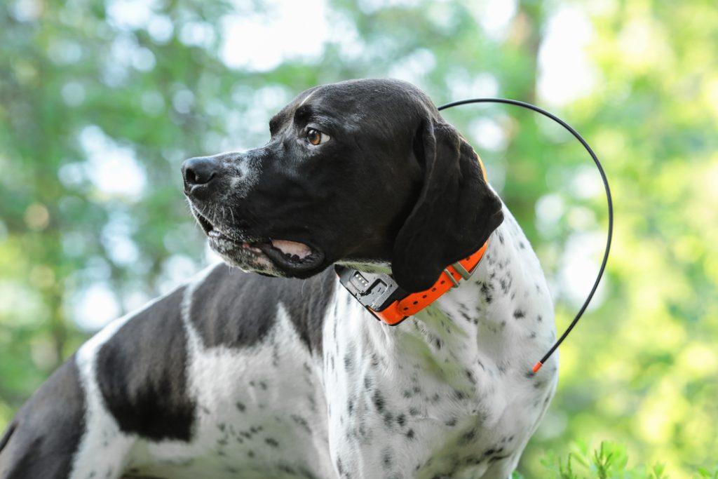 Dog tracker with water resist for huge dog