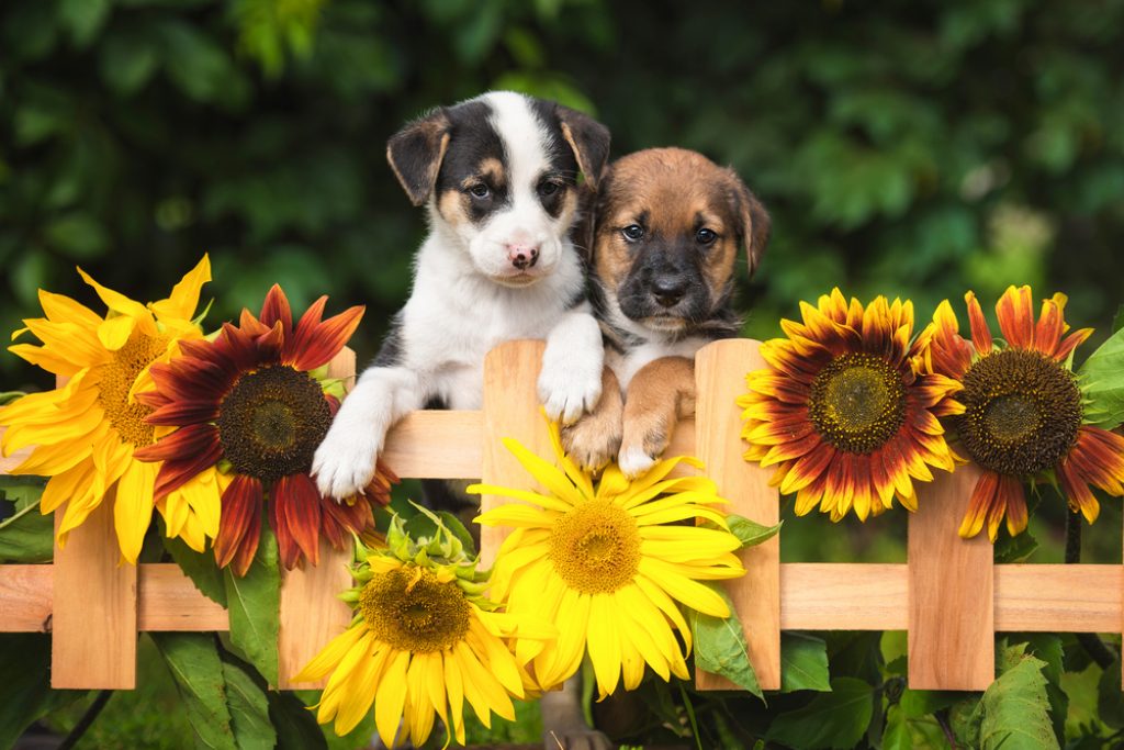 Two adorable puppies looking over the garden fence