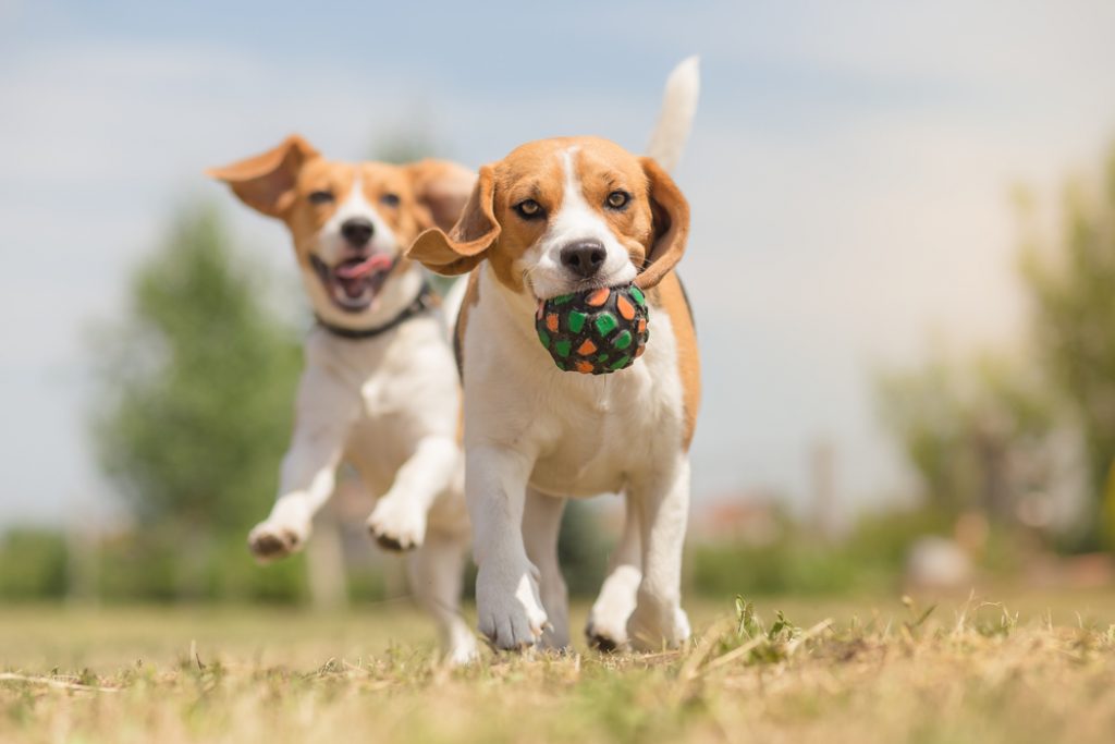 Happy dogs having fun with ball