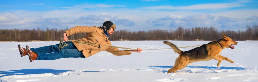 Naughty dog knocked pulls the master off his feet on a leash. not listening orders. The owner and his pet friend are disobedient. dragging a man in the snow behind him. a naughty dog. does not listen